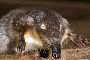 Dummy, vodena mola, fotografija. Dummy, vodena mola, fotografija.